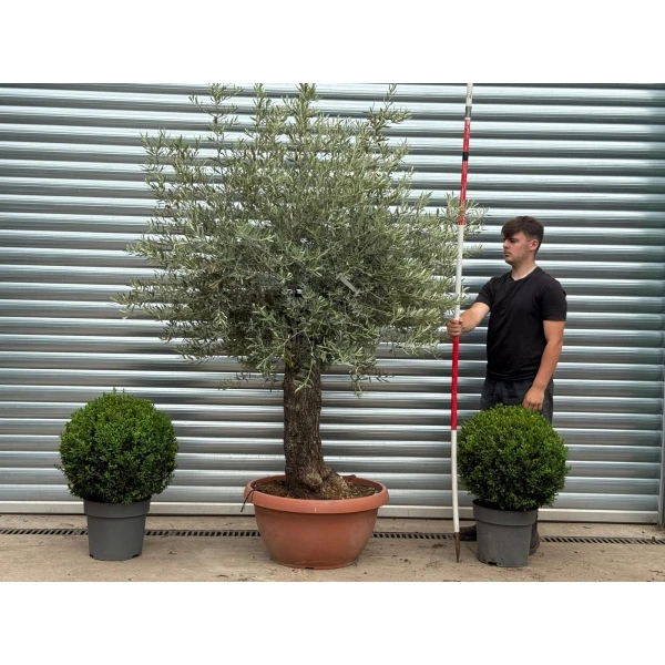 Lovely Ancient Specimen Olive Fruit Tree in our Bowl Format 19380
