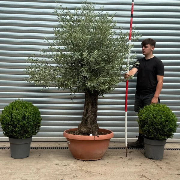 Lovely Ancient Specimen Olive Fruit Tree in our Bowl Format 19381