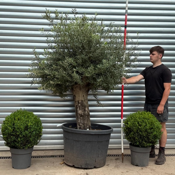 Super Stocky Mature Olive Fruit Tree Specimen 19382