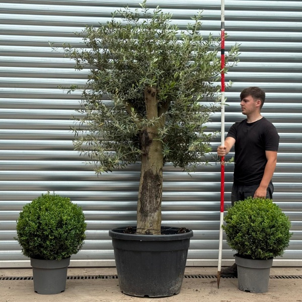 Super Stocky Mature Olive Fruit Tree Specimen 19383