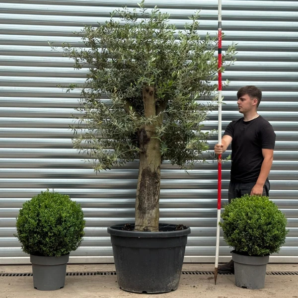 Super Stocky Mature Olive Fruit Tree Specimen 19383