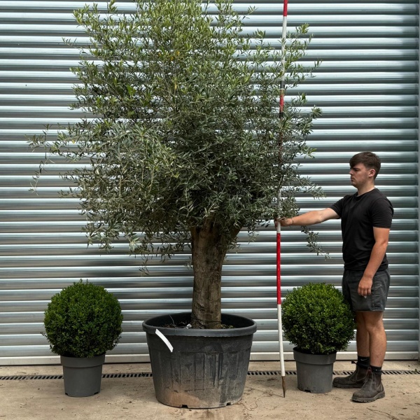 Super Stocky Mature Olive Fruit Tree Specimen 19384