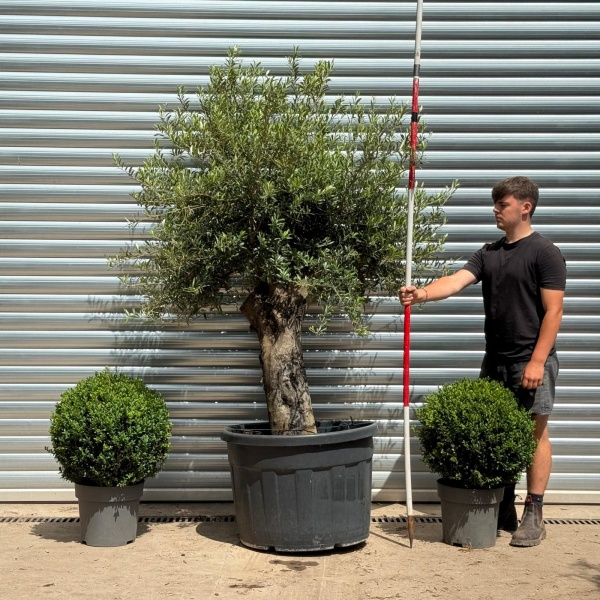 Super Stocky Mature Olive Fruit Tree Specimen 19385