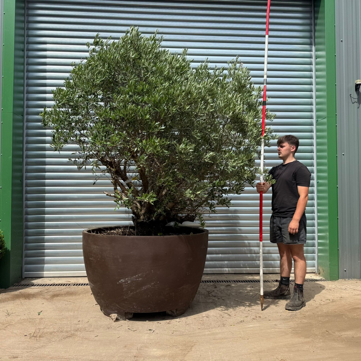 Incredible RARE Form Old Specimen Olive Fruit Tree in Deco Pot 19386