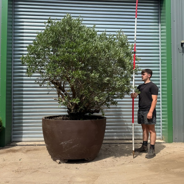 Incredible RARE Form Old Specimen Olive Fruit Tree in Deco Pot 19386