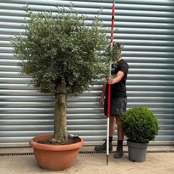 Super Mature Olive Fruit Tree in Our Bowl Format 19387