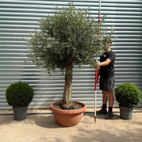 Super Mature Olive Fruit Tree in Our Bowl Format 19388