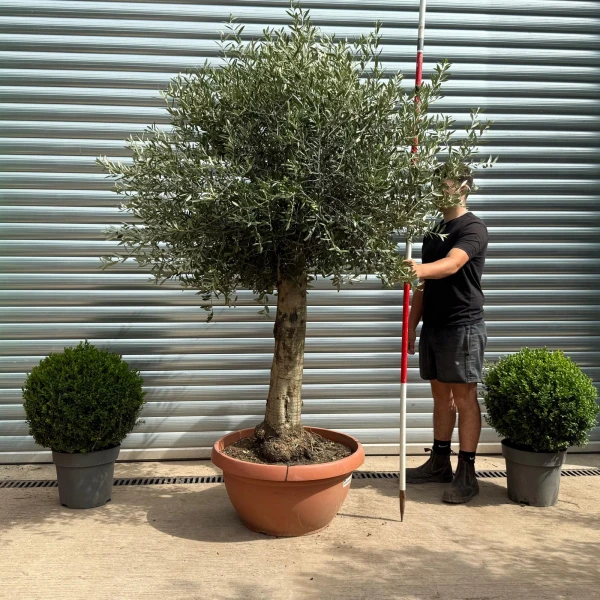Super Mature Olive Fruit Tree in Our Bowl Format 19388