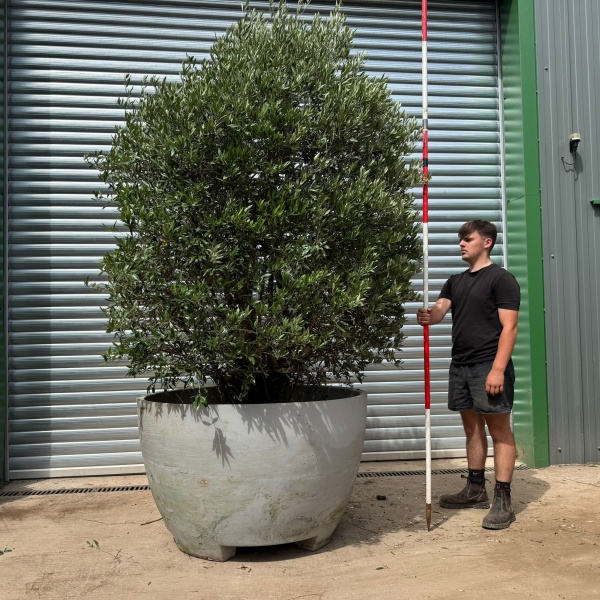 Incredible RARE Form Old Specimen Olive Fruit Tree in Deco Pot 19389