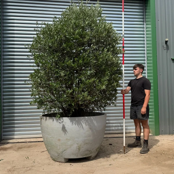 Incredible RARE Form Old Specimen Olive Fruit Tree in Deco Pot 19389