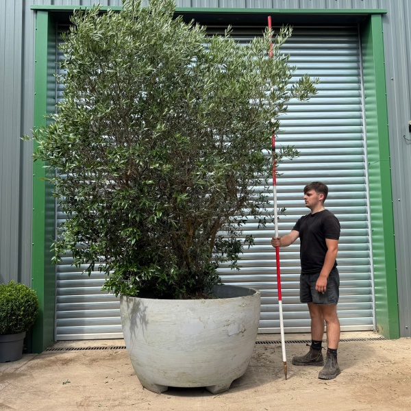 Incredible RARE Form Old Specimen Olive Fruit Tree in Deco Pot 19390