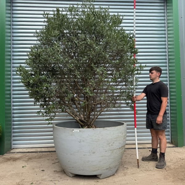 Incredible RARE Form Old Specimen Olive Fruit Tree in Deco Pot 19391