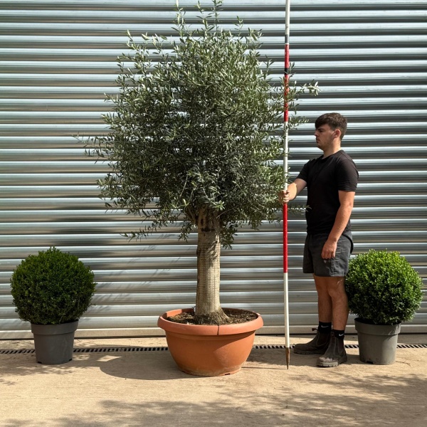 Super Mature Olive Fruit Tree in Our Bowl Format 19392