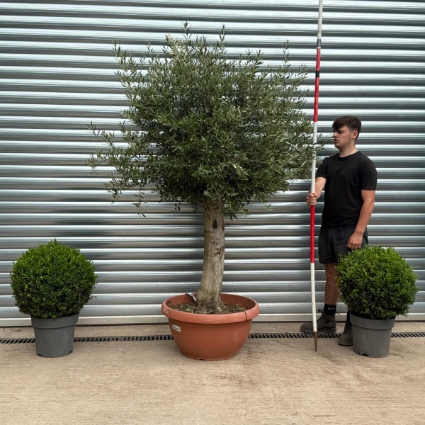 Super Mature Olive Fruit Tree in Our Bowl Format 19393