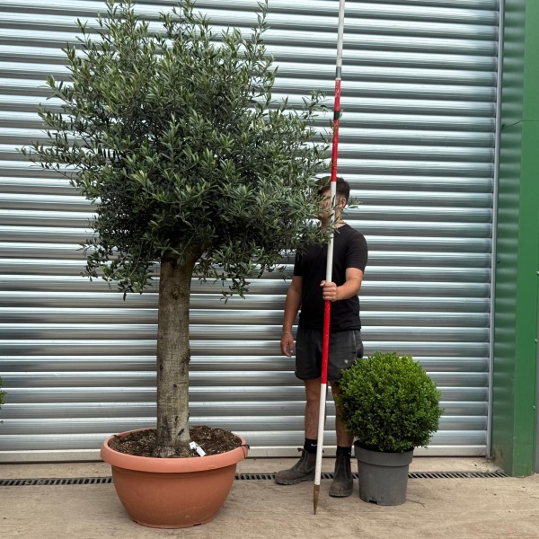 Super Mature Olive Fruit Tree in Our Bowl Format 19394