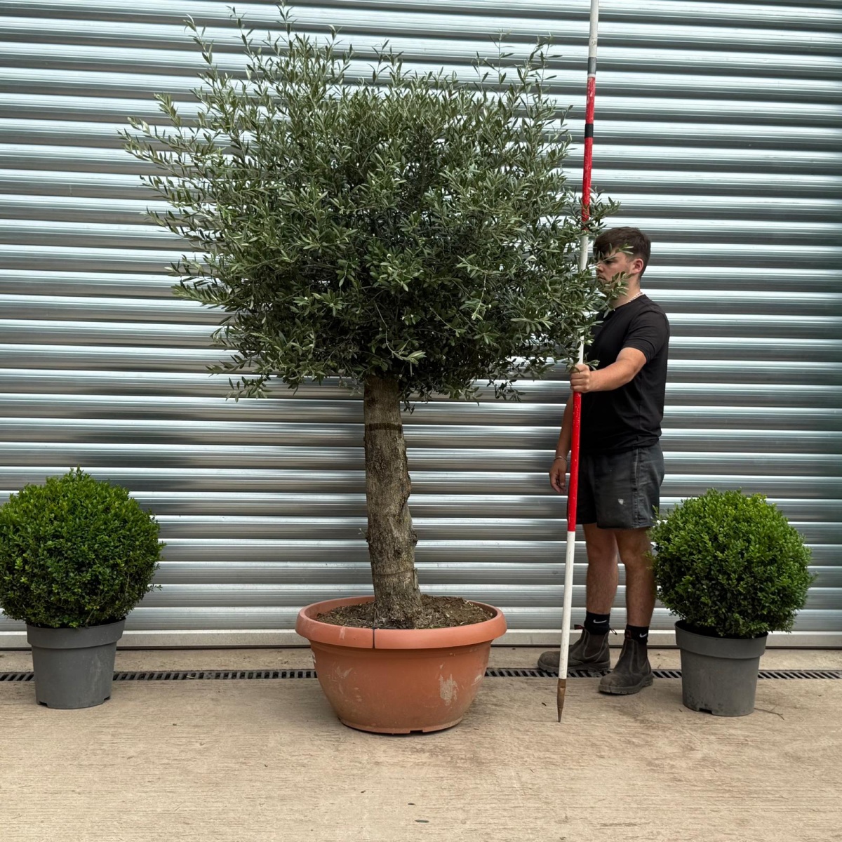 Super Mature Olive Fruit Tree in Our Bowl Format 19396