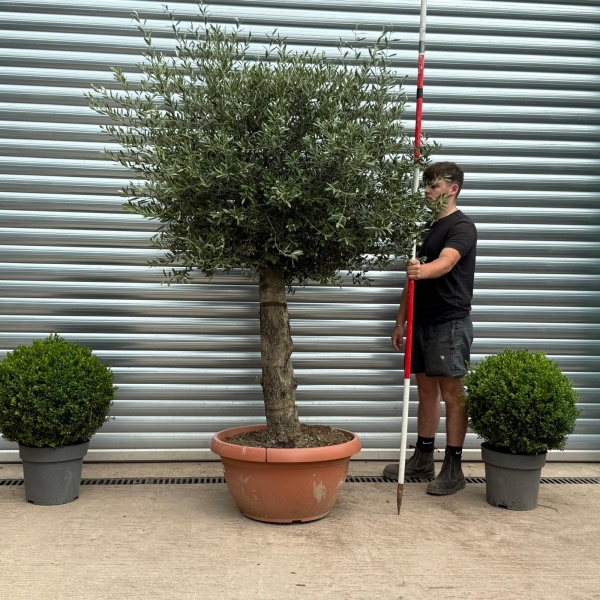 Super Mature Olive Fruit Tree in Our Bowl Format 19396