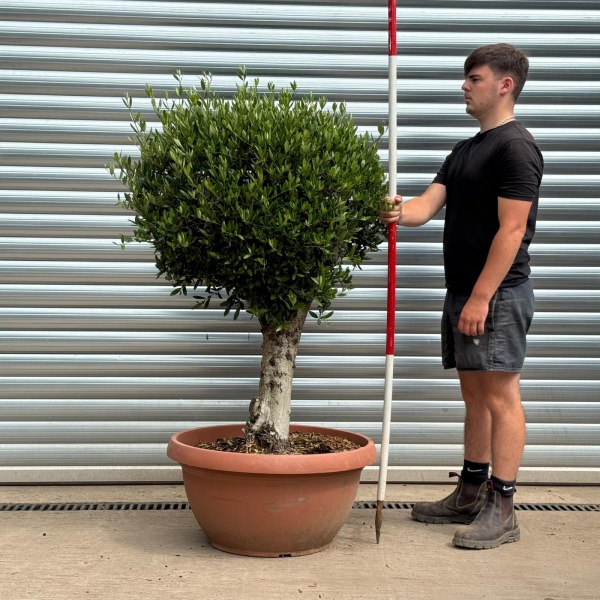 Beautiful Mature Clipped Olive Fruit Tree Specimen 19397