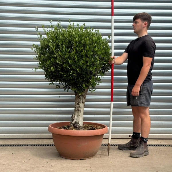 Beautiful Mature Clipped Olive Fruit Tree Specimen 19397