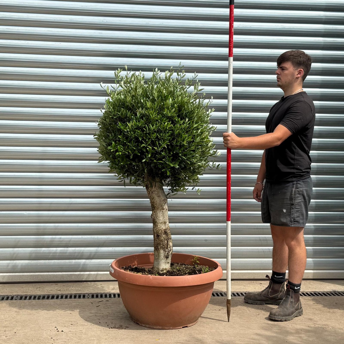 Beautiful Mature Clipped Olive Fruit Tree Specimen 19399