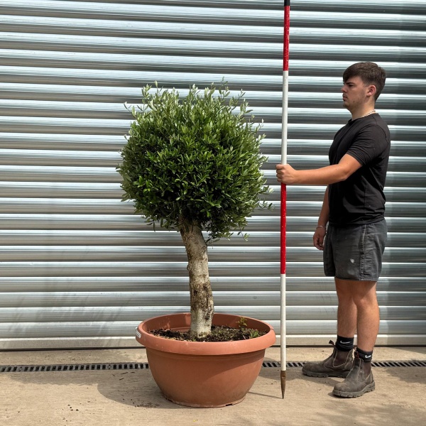 Beautiful Mature Clipped Olive Fruit Tree Specimen 19399