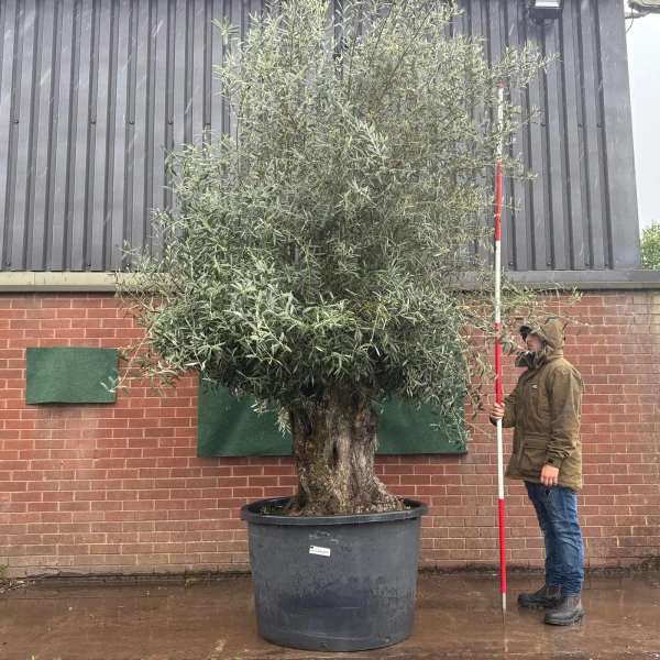 Beautiful Bold Ancient Specimen Olive Fruit Tree 19501