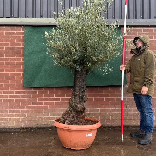 Stunning Old Specimen Olive Fruit Tree in Our Bowl Format 19502