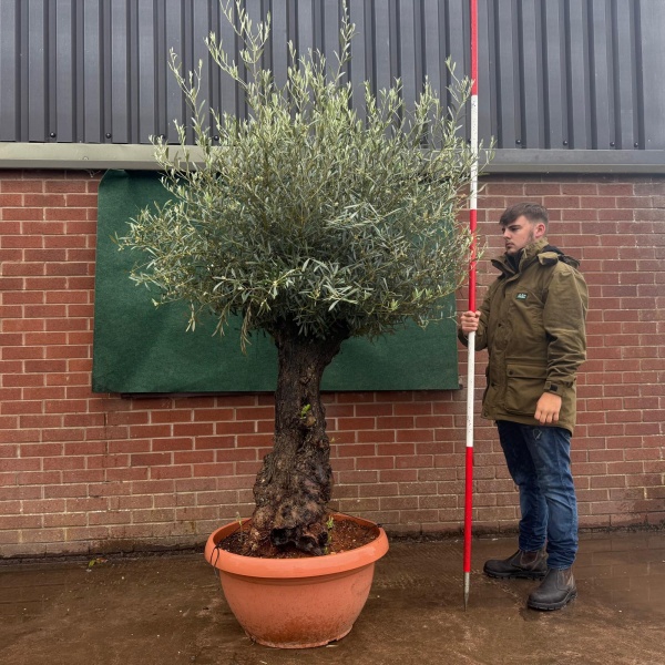 Stunning Old Specimen Olive Fruit Tree in Our Bowl Format 19503