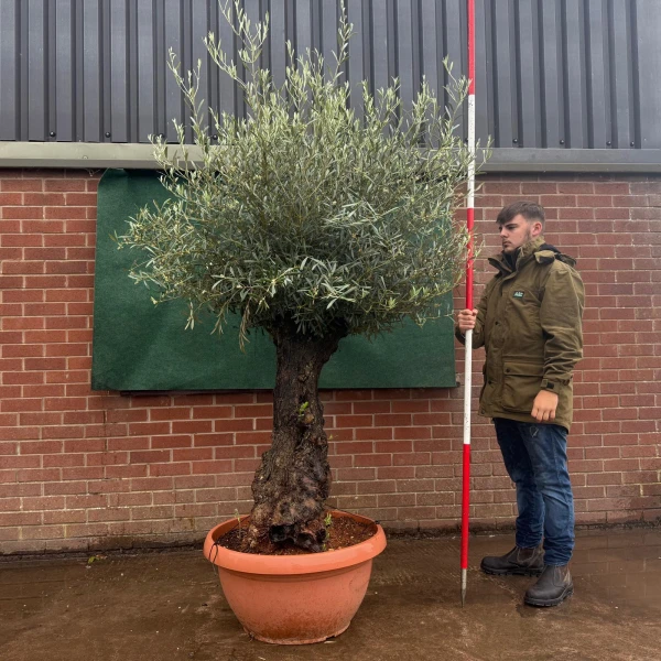 Stunning Old Specimen Olive Fruit Tree in Our Bowl Format 19503
