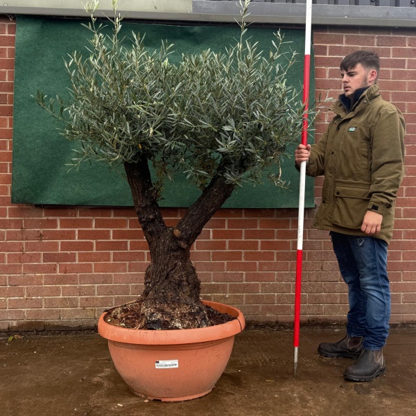 Stunning Old Specimen Olive Fruit Tree in Our Bowl Format 19504
