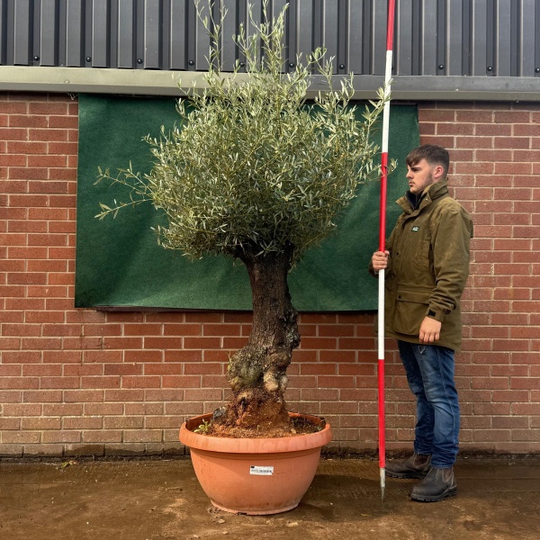 Beautiful Old Specimen Olive Fruit Tree in Our Bowl Format 19505