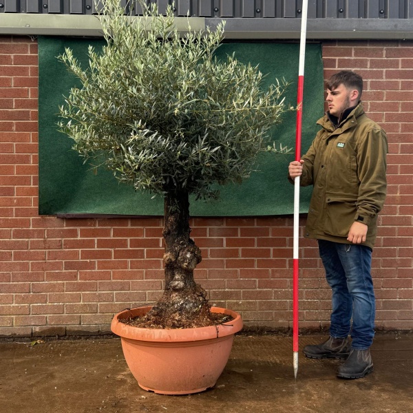 Beautiful Old Specimen Olive Fruit Tree in Our Bowl Format 19506