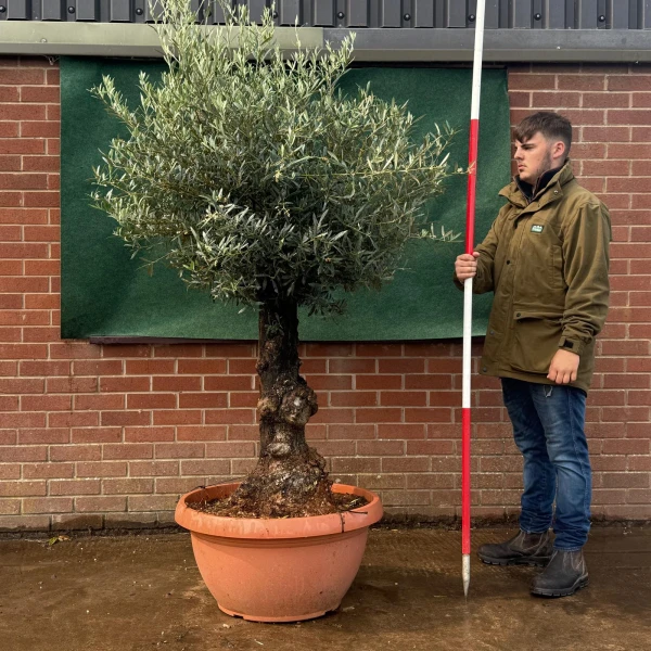 Beautiful Old Specimen Olive Fruit Tree in Our Bowl Format 19506