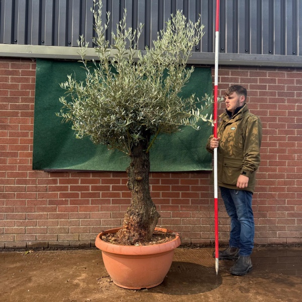 Beautiful Old Specimen Olive Fruit Tree in Our Bowl Format 19507