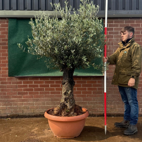 Beautiful Old Specimen Olive Fruit Tree in Our Bowl Format 19509