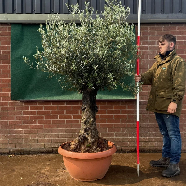 Beautiful Old Specimen Olive Fruit Tree in Our Bowl Format 19509