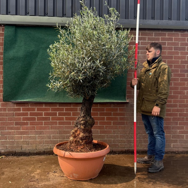 Beautiful Old Specimen Olive Fruit Tree in Our Bowl Format 19510