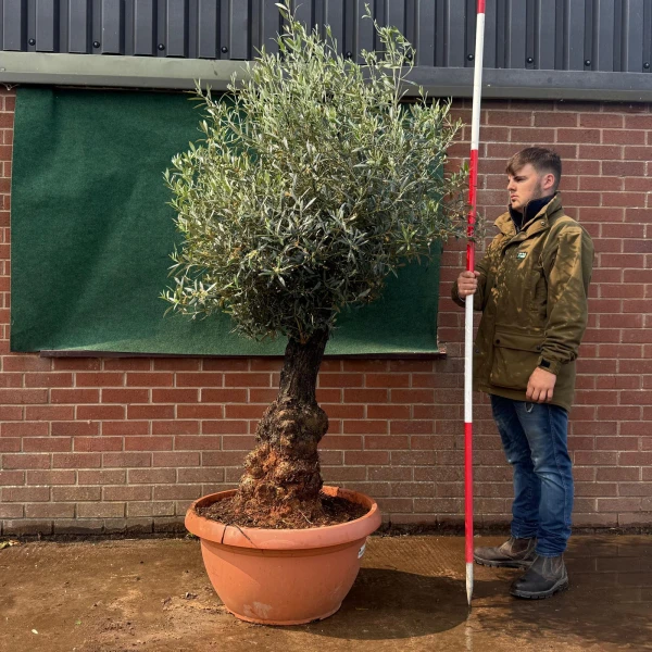 Beautiful Old Specimen Olive Fruit Tree in Our Bowl Format 19510