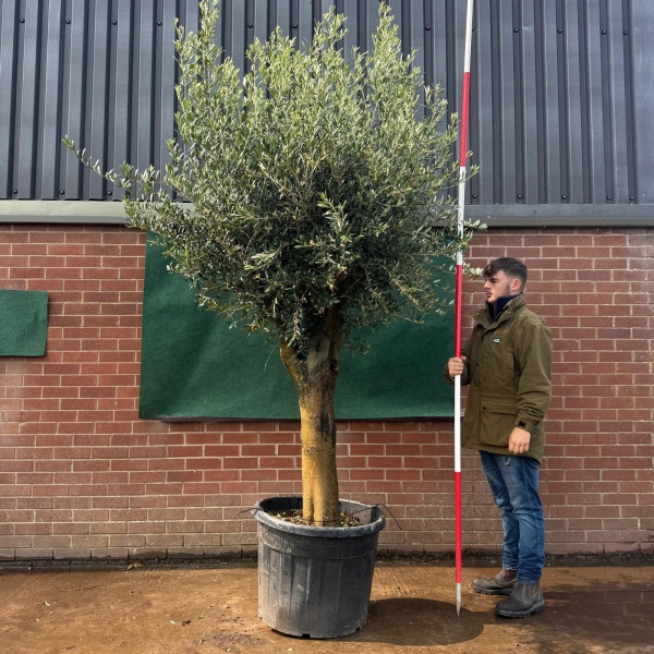 Super Mature Olive Fruit Tree Specimen 19511