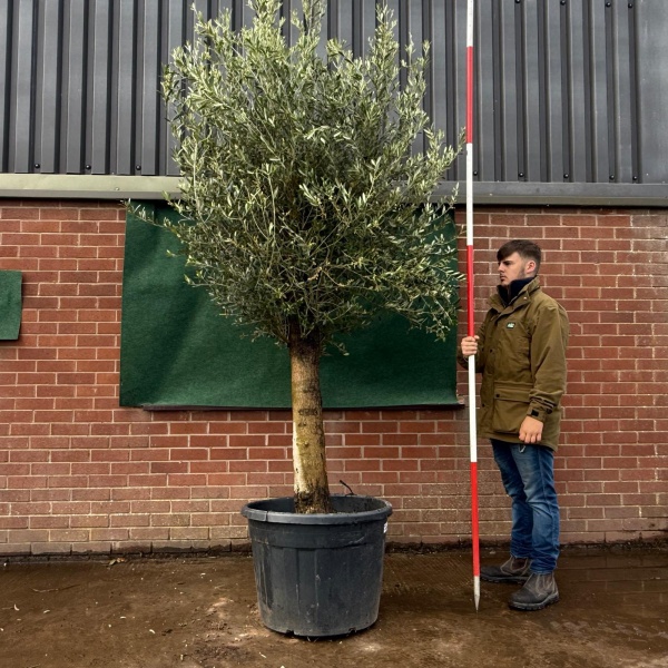 Super Mature Olive Fruit Tree Specimen 19512