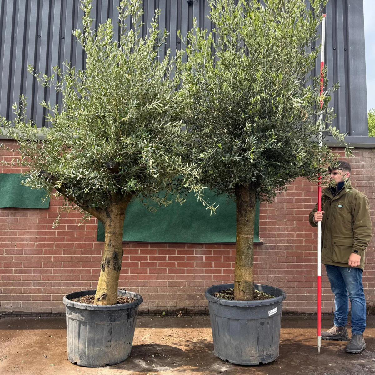 Lovely Forked Duo of Mature Olive Fruit Tree Specimen 19513 14