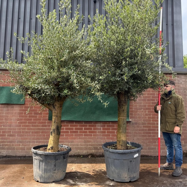 Lovely Forked Duo of Mature Olive Fruit Tree Specimen 19513 14