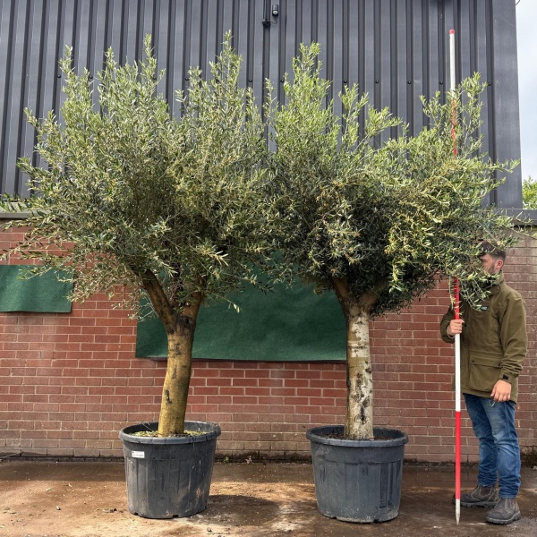 Super Forked Duo of Mature Olive Fruit Tree Specimen 19515 16