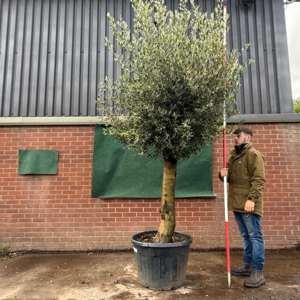 Super Mature Olive Fruit Tree Specimen 19517