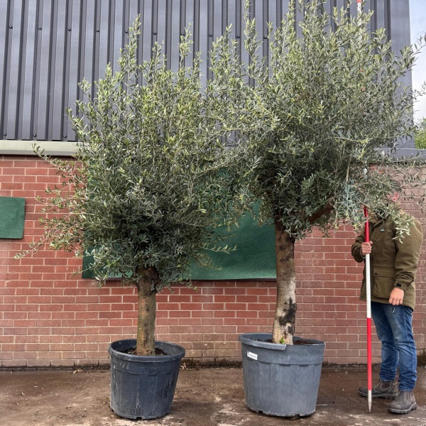 Lovely DUO of Mature Olive Fruit Tree Specimen 19518 19