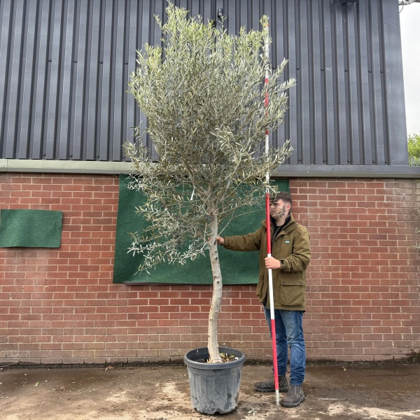 The Windsor Mature Olive Fruit Tree Specimen 19520