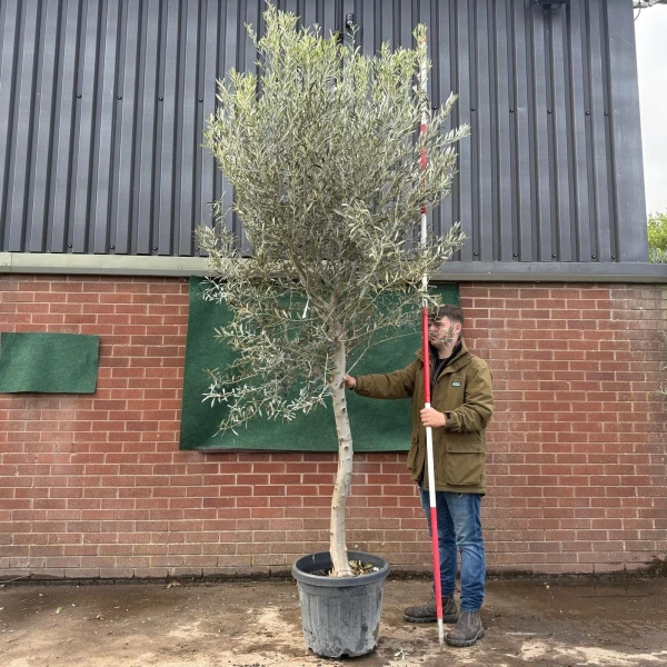 The Windsor Mature Olive Fruit Tree Specimen 19520
