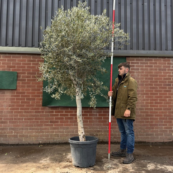 The Windsor Mature Olive Fruit Tree Specimen 19521