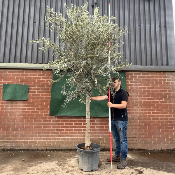 The Windsor Mature Olive Fruit Tree Specimen 19524