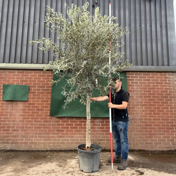 The Windsor Mature Olive Fruit Tree Specimen 19524